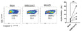 SARS-CoV-2 activates NLRP3 inflammasomes in macrophages in vitro. Representative gating of FLICA CASP1+ THP-1 cells and a graph showing pooled independent experiments after 24 h stimulation with mock or SARS-CoV-2. Number below gate represents % CASP1+ THP-1 cells. Image from publication, CC-BY-4.0, PMID: 39240187.