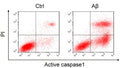 The effects of Aβ on BV-2 cells. Pyroptosis detection using the FAM-FLICA Caspase-1 Assay Kit (Cat. 9122). Image from publication. PMID: 39563448.
