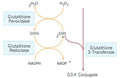 Figure 2. Glutathione Reactions
