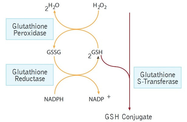 Figure 2. Glutathione Reactions