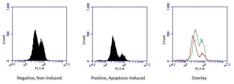 Figure 1. Jurkat cells were treated with a negative control (left) or staurosporine (middle), then stained using Intracellular GSH Assay (cat. 9137). Cells were read on a flow cytometer using an FL1 99% (2 log) attenuation filter. The median fluorescence intensity of negative control cells was 425,971 in FL1-A (left: Negative), and 289,169 in the induced cells (middle: Positive), a decrease of >30%. Overlay: green: Negative, red: Positive. Data courtesy of Ms. T. Hanson, ICT, 216:52, 051612.