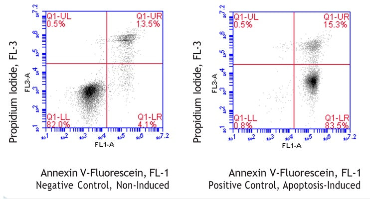 Figure 1. Jurkat cells were treated with a negative control (left) or staurosporine (right), washed, and then stained with Bovine Annexin V-Fluorescein (Cat. 9138). Bovine Annexin V-Fluorescein labeled only 17.6% of control cells (UR + LR = 13.5% + 4.1%, left); staurosporine induced Bovine Annexin V-Fluorescein labeling in 98.8% of cells (UR + LR = 15.3% + 83.5%, right). Staurosporine did not increase the proportion of dual stained cells (UR). Data courtesy of Mrs. Tracy Hanson, ICT, 224:69-71.