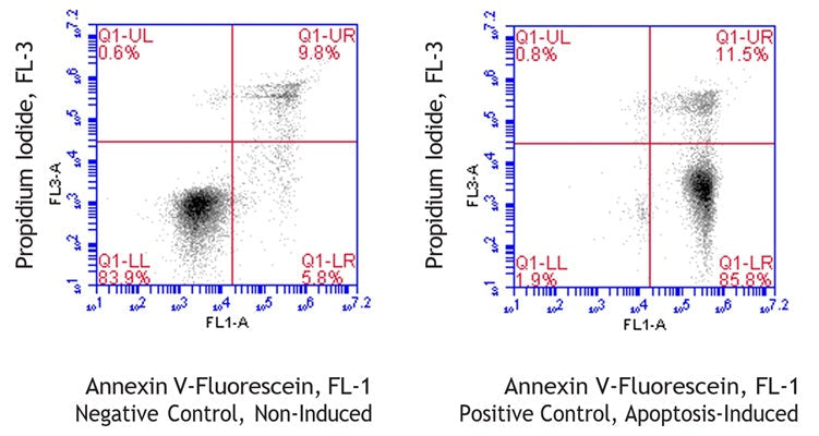 Figure 1. Jurkat cells were treated with a negative control (left) or staurosporine (right), then stained with Canine Annexin V-Fluorescein Assay (cat. 9139). Annexin V-Fluorescein labeled only 15.6% of the control cells (UR + LR = 9.8% + 5.8%, left); staurosporine induced Annexin V-Fluorescein labeling in 97.3% of cells (UR + LR = 11.5% + 85.8%, right). Staurosporine did not significantly increase the proportion of dually stained cells (UR). Data courtesy of Mrs. T. Murphy, ICT, 224:69-71.