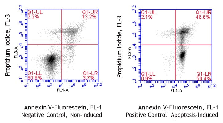 Figure 1. Jurkat cells were treated with a negative control (left) or staurosporine (right), washed, then stained with Chicken Annexin V-Fluorescein Assay (Cat. 9140). Chicken Annexin V-Fluorescein labeled only 16.9% of control cells (UR + LR = 13.2% + 3.7%, left); staurosporine induced Chicken Annexin V-Fluorescein labeling in 97% of cells (UR + LR = 46.6% + 50.4%, right). Staurosporine increased the proportion of dual stained cells (UR). Data courtesy of Mrs. Tracy Murphy, ICT, 227:19.