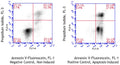 Figure 1. Jurkat cells were treated with a negative control (left) or staurosporine (right), washed, then stained with Equine Annexin V-Fluorescein Assay (Cat. 9141). Equine Annexin V-Fluorescene labeled only 17.4% of the control cells (UR + LR = 10.3% + 7.1%, left); staurosporine induced