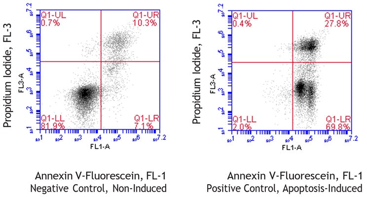 Figure 1. Jurkat cells were treated with a negative control (left) or staurosporine (right), washed, then stained with Equine Annexin V-Fluorescein Assay (Cat. 9141). Equine Annexin V-Fluorescene labeled only 17.4% of the control cells (UR + LR = 10.3% + 7.1%, left); staurosporine induced Equine Annexin V-Fluorescene labeling in 97.6% of cells (UR + LR = 27.8% + 69.8%, right). Staurosporine increased the proportion of dual stained cells (UR). Data courtesy of Mrs. T. Murphy, ICT, 227:68.