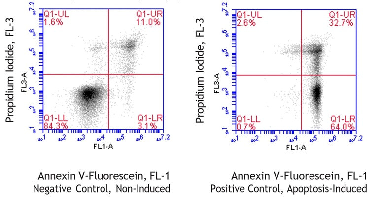 Figure 1. Jurkat cells were treated with a negative control (left) or staurosporine (right), then stained using Swine Annexin V-Fluorescein Assay (cat. 9142). Annexin V-Fluorescein labeled only 13.1% of control cells (UR + LR = 11.0% + 3.1%, left), whereas staurosporine induced Annexin V-Fluorescein labeling in 96.7% of cells (UR + LR = 32.7% + 64.0%, right). Staurosporine also significantly increased the proportion of dually stained cells (UR). Data courtesy of Mrs. T. Murphy, ICT, 227:19.