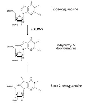Figure 1. Oxidation of Guanosine