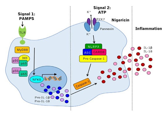 Figure 1. Signals leading to activation of the NLRP3 inflammasome.