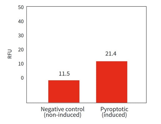 Figure 3. THP-1 cells were treated with either a negative control or PMA (5 ng/mL) followed by LPS (10 ng/mL) to induce differentiation and pyroptosis. Cells were stained with FAM-YVAD-FMK and analyzed using a fluorescence plate reader (488 nm excitation and 530 nm emission using a 515 nm cut-off filter). In the pyroptotic (induced) cells, the green fluorescent signal was nearly 2-fold greater than in the negative (non-induced) cells. Data courtesy of Mrs. Tracy Murphy, ICT (207:13-14).