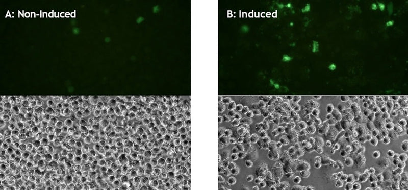 Figure 4. THP-1 cells were treated with either a negative control (A), or PMA (5 ng/mL) followed by LPS (10 ng/mL) to induce differentiation and caspase-1 activation. Cells were stained with FAM-YVAD-FMK and analyzed by photomicroscope using phase contrast and fluorescence optics. Many more bright green cells are seen in the induced sample, indicating increased caspase-1 activity (B), as compared to the uninduced sample (A). Data courtesy of Dr. Brian Lee, ICT (207:11).