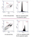 Figure 1. Using FAM-FLICA®, non-apoptotic cells (unstained, left of histogram) can easily be distinguished from apoptotic cells exhibiting green fluorescence (right of histogram). Jurkat cells were either treated with DMSO as control (A), or 1 µM staurosporine (B) to induce apoptosis. Cells were stained with FAM-FLICA® and analyzed using a flow cytometer in FL-1. Only 7% of non-induced cells (A, right) are apoptotic compared with 96.5% of the induced cells (B, right). (ICT 226:17-19.)