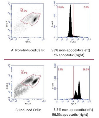 Figure 1. Using FAM-FLICA®, non-apoptotic cells (unstained, left of histogram) can easily be distinguished from apoptotic cells exhibiting green fluorescence (right of histogram). Jurkat cells were either treated with DMSO as control (A), or 1 µM staurosporine (B) to induce apoptosis. Cells were stained with FAM-FLICA® and analyzed using a flow cytometer in FL-1. Only 7% of non-induced cells (A, right) are apoptotic compared with 96.5% of the induced cells (B, right). (ICT 226:17-19.)