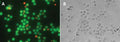 Figure 3. Jurkat suspension cells were exposed to staurosporine, and then stained with FAM-FLICA® and 7-AAD. Cells in early stage apoptosis fluoresce green with FAM-FLICA®, cells in mid-to-late stage apoptosis fluoresce green with FAM-FLICA® and red with 7-AAD, and necrotic cells fluoresce red with 7-AAD. Panel B the corresponding DIC image. FAM-FLICA® and 7-AAD were imaged using a 470-490 nm excitation filter plus >520 nm long pass filter tandem. Data courtesy of Dr. Brian W. Lee (ICT 196:70).
