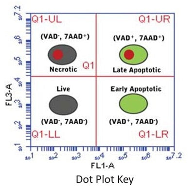 Figure 4. Live, unstained cells do not fluoresce (LL, lower left). Early stage apoptotic cells fluoresce green with FAM-FLICA® (LR, lower right). Dually stained green and red fluorescing cells represent cells in mid to late stage apoptosis; these cells have active caspase enzymes and compromised cell membranes (UR, upper right). Necrotic cells fluoresce red (UL, upper left).