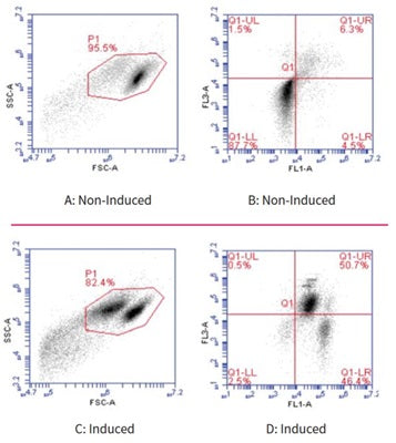 Figure 5. Jurkat cells were treated with DMSO or staurosporine to induce apoptosis, and then stained with FAM-FLICA® (FL-1) and 7-AAD (FL-3). Live cells (lower left, B and D). Early stage apoptotic cells (lower right, B and D). Mid to late stage apoptosis (upper right, B and D). Necrotic cells (upper left, B and D). See Figure 4 for key. Only 10.8% of non-induced cells were apoptotic (LR: 4.5% + UR: 6.3%), compared with 97.1% of induced cells (D; LR: 46.4% + UR: 50.7%). ICT 226:17-19).