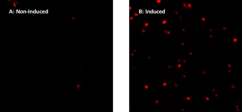 Figure 1. Suspension Jurtkat cells were treated with DMSO (control, A) or 1 µM staurosporine (B) for 4 hours at 37°C, then stained with SR-LETD-FMK (kit cat. 9149/9150) for 1 hour at 37°C. Cells were washed three times and slides prepared. Treated cells appear bright red, indicating a high level of caspase-8 activity (B). Few non-induced cells are red, indicating minimal caspase-8 activity (A, Non-Induced, left). Data courtesy of Mrs. Tracy Murphy, ICT (220:68, 121815).