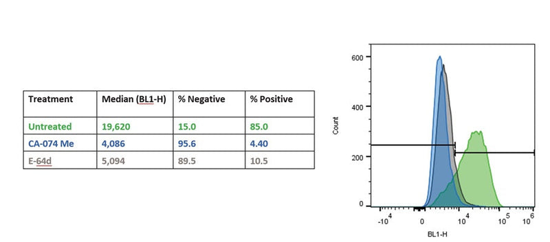 Figure 2. Jurkat cells were treated with the cathepsin inhibitors CA-074 Me (blue) and E-64d (gray), or were untreated (green) and then stained with R110-(RR)2. Samples were then analyzed analyzed by flow cytometry (488 nm excitation and a 530/30 emission filter). Treatment with CA-074 Me or E-64d decreased the fluorescence signal detected compared to the untreated control, which displayed a baseline level of cathepsin activity. Data courtesy of Dr. Kristi Strandberg (ICT 231:40-42).