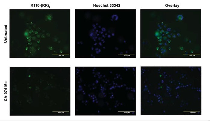 Figure 5. THP-1 cells were treated with PMA (5 ng/mL for 48 hours) to become macrophage-like, and then exposed to the cathepsin inhibitor, CA-074 Me (lower), or were untreated (upper). Cells were then stained with R110-(RR)2 and Hoechst 33342. Cells were imaged using EGFP (Ex 470/30, Em 530/50) and DAPI (Ex 375/28, Em 460/50) LED filter cubes at 20X. Data courtesy of Dr. Kristi Strandberg (ICT 231:69).