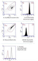 Figure 1. Live cells exhibiting green fluorescence (right of histogram) are easily distinguished from dead cells (unstained, left of histogram). Jurkat cells were either mock-treated (A) or killed by exposure to 90% ethanol (B). Cells were stained with Calcein AM, then analyzed in a flow cytometer with a FL-1 99% attenuation filter. Most (93.0%) live cells stained positive with Calcein AM (A, right), while 0.0% of the dead cells stained positive (B, right). Data courtesy of Dr. K. Strandberg.