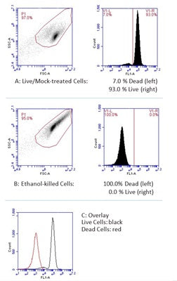 Figure 1. Live cells exhibiting green fluorescence (right of histogram) are easily distinguished from dead cells (unstained, left of histogram). Jurkat cells were either mock-treated (A) or killed by exposure to 90% ethanol (B). Cells were stained with Calcein AM, then analyzed in a flow cytometer with a FL-1 99% attenuation filter. Most (93.0%) live cells stained positive with Calcein AM (A, right), while 0.0% of the dead cells stained positive (B, right). Data courtesy of Dr. K. Strandberg.
