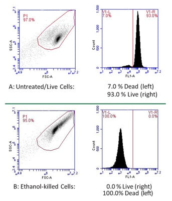 Figure 1. Live cells with green fluorescence (right side of histogram) can be distinguished from dead cells (unstained, left side of histogram). Forward and side scatter graphs are also shown. Jurkat cells were stained with 1 µM Calcein AM and analyzed in a flow cytometer with a FL-1 99% attenuation filter. 93.0% of the live cells stained positive with Calcein AM (A, right), while 0.0% of ethanol-killed cells stained positive (B, right). Data courtesy of Dr. Kristi Strandberg, ICT 226:87-92.