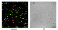 Figure 3. Untreated Jurkat suspension cells were dually stained with 1 µM Calcein AM for 60 minutes at 37°C to detect live cells. Cells were then stained with 4 µM 7-AAD for 10 minutes on ice to detect membrane-compromised or dead cells. Panel A reveals green fluorescence-stained live cells. A few dead cells stained red due to 7-AAD uptake. Panel B shows a corresponding DIC image, which reveals cell morphology. Data courtesy of Dr. Kristi Strandberg (ICT 226:95).