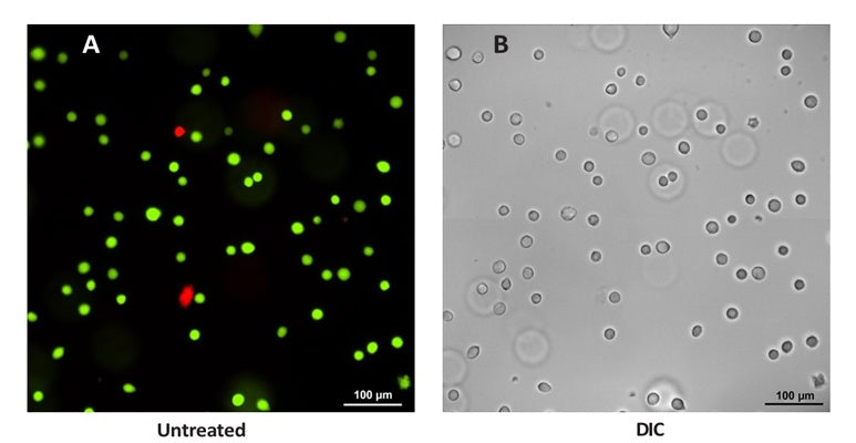 Figure 3. Untreated Jurkat suspension cells were dually stained with 1 µM Calcein AM for 60 minutes at 37°C to detect live cells. Cells were then stained with 4 µM 7-AAD for 10 minutes on ice to detect membrane-compromised or dead cells. Panel A reveals green fluorescence-stained live cells. A few dead cells stained red due to 7-AAD uptake. Panel B shows a corresponding DIC image, which reveals cell morphology. Data courtesy of Dr. Kristi Strandberg (ICT 226:95).