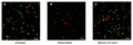 Figure 4. Jurkat suspension cells were dually stained with 1 µM Calcein AM to detect live cells, and then stained with 4 µM 7-AAD to detect membrane-compromised or dead cells. Untreated live cells stained green (A). Occasional dead cells stained red due to 7-AAD uptake. Ethanol-killed cells all stained red due to 7-AAD uptake (B). A 50/50 mixture of the untreated and ethanol-killed cells shows both green and red cells (C). Data courtesy of Dr. Kristi Strandberg, ICT 226:95.