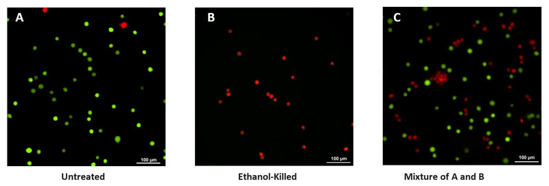 Figure 4. Jurkat suspension cells were dually stained with 1 µM Calcein AM to detect live cells, and then stained with 4 µM 7-AAD to detect membrane-compromised or dead cells. Untreated live cells stained green (A). Occasional dead cells stained red due to 7-AAD uptake. Ethanol-killed cells all stained red due to 7-AAD uptake (B). A 50/50 mixture of the untreated and ethanol-killed cells shows both green and red cells (C). Data courtesy of Dr. Kristi Strandberg, ICT 226:95.