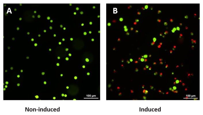 Figure 5. Jurkat cells were treated with DMSO (non-induced) or 1 µM staurosporine to induce apoptosis, then dually stained with 1 µM Calcein AM to detect live cells and 4 µM 7-AAD to detect membrane-compromised or dead cells. All of the non-induced cells fluoresced green only (A). Most of the induced cells were green (live), many cells were both green and red (compromised membranes, likely early apoptotic), and some were red (dead). Data courtesy of Dr. Kristi Strandberg, ICT 226:95.
