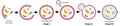 Figure 1. The process of autophagy is an intracellular degradation process during which cytosolic organelles and materials are enclosed within an isolation membrane to form an autophagosome. The outer membrane of the autophagosome fuses with the lysosome. The sequestered material is subsequently degraded within the autolysosome.