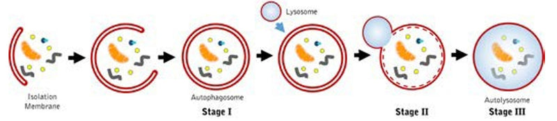 Figure 1. The process of autophagy is an intracellular degradation process during which cytosolic organelles and materials are enclosed within an isolation membrane to form an autophagosome. The outer membrane of the autophagosome fuses with the lysosome. The sequestered material is subsequently degraded within the autolysosome.