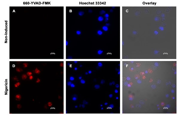 Figure 4. Jurkat cells were treated with a negative control (Panels A-C), or nigericin (10 µM) to induce NLRP3 inflammasome and caspase-1 activation (Panels D-F). Samples were stained with 660-YVAD-FMK, followed by Hoechst 33342 (to label nuclei). Significant caspase-1 activity is seen only after nigericin treatment (D). Panels C & F are overlays of the blue fluorescence, red fluorescence, and DIC channels into a single combined image. Data courtesy of Mrs. Tracy Murphy, ICT (220:98).