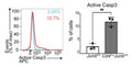JunB promotes survival of naive CD8+ T cells activated with strong stimulatory signals in vitro. Control (Junbfl/fl) or Junb-deficient (Junbfl/flCd4Cre) naive CD8+ T cells were activated with anti-CD3, anti-CD28, IL-2, and IL-12 in vitro. Expression of active Caspase 3 at 48 h after activation was analyzed by flow cytometry. Left: representative histograms. Right: graphs showing percentages of cells expressing active Caspase 3. Image from publication. CC-BY-4.0 PMID: 39425978