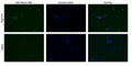 Figure 1. Monocytes can secrete active caspase-1, therefore cells were labeled with FAM-FLICA® Caspase-1 (WEHD) (Cat. 9161/9162) prior to treatment. Cells were then treated with DMSO (control) or 10 µM nigericin (Cat. 6698), stained with Hoechst 33342, fixed (Cat. 636), and viewed using EGFP (Ex 470/30, Em 530/50) and DAPI (Ex 375/28, Em 460/50) LED filter cubes at 20X. Increased