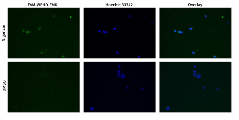 Figure 1. Monocytes can secrete active caspase-1, therefore cells were labeled with FAM-FLICA® Caspase-1 (WEHD) (cat. 9161/9162) prior to treatment. Cells were then treated with DMSO (control) or 10 µM nigericin (cat. 6698), stained with Hoechst 33342, fixed (cat. 636), and viewed using EGFP (Ex 470/30, Em 530/50) and DAPI (Ex 375/28, Em 460/50) LED filter cubes at 20X. Increased levels of FAM-FLICA® staining were seen in the nigericin-treated cells. Data courtesy of Dr. Kristi Strandberg, ICT (235:60).