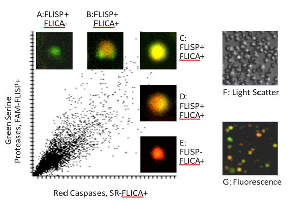 Figure 1. HL-60 cells were treated with camptothecin (cat. 6210), followed by SR-VAD-FMK (cat. 916/917) and green FAM-FLISP serine protease inhibitor FFCK (cat. 946), and then analyzed on a scanning laser cytometer. Active caspases stain red (X-axis) and active serine proteases stain green (Y-axis). Co-localization of caspase and serine protease activity is evident in B, C, D, and G. Data courtesy of Dr. J. Grabarek, Brander Cancer Center, NY, and Pomeranian School of Medicine, Szczecin, Poland.