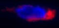 Figure 2. Paramecium were starved for 12-24 hours in 5 mM KCl to induce autogamy. SR-VAD-FMK (Cat. 916/917), was added to the live Paramecium for 30 minutes in the dark. Cells were then washed and Hoechst 33342 was