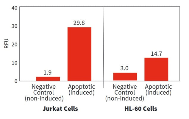Figure 3. Jurkat cells and HL-60 cells were treated with either DMSO (negative) or staurosporine (apoptotic) for 3 hours at 37°C, and then labeled with SR-VAD-FMK (cat. 916/917) for 60 minutes at 37°C. Cells were read on a fluorescence plate reader set at 550 nm excitation and 595 nm emission with a 570 nm cut-off filter. Staurosporine increased red fluorescence 15X in the Jurkat cells (1.9 to 29.8) but only 5X in HL-60 cells (3.0 to 14.7). Data courtesy of Dr. Brian W. Lee, ICT.