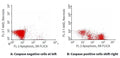 Figure 5. K562 cells were treated with staurosporine (Cat. 6212) to induce apoptosis and potentially late apoptosis-associated necrosis, or DMSO. Cells were stained with SR-VAD-FMK, followed by 7-AAD and analyzed