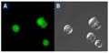 Figure 2. Caspase Activity in Jurkat Cells Jurkat cells (T lymphocytes) were labeled with our Green Fluorescent Poly (active) Caspase FAM FLICA® Inhibitor Reagent (FAM-VAD-FMK) (Cat. 92) and viewed under a fluorescence microscope. The grey DIC image (B) reveals five cells in the field of view, but