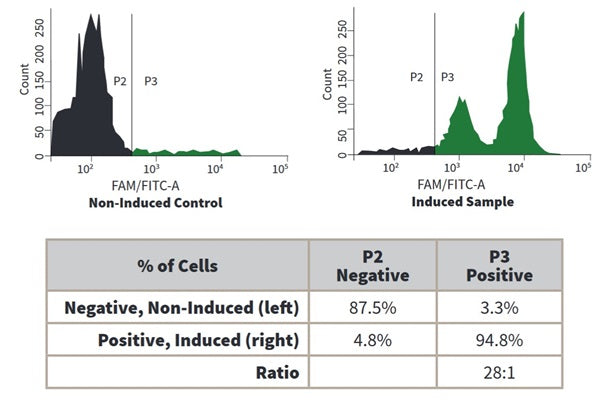 Figure 3. Single Color Analysis via Flow Cytometry Jurkat cells were treated with DMSO, a negative control (left), or staurosporine (right), then stained with our Green Fluorescent Poly (active) Caspase FAM FLICA® Inhibitor Reagent (catalog 92). The negative control exhibited caspase activity in only 3.3% of the cell population (P3, left histogram), whereas treatment with staurosporine induced caspase activity in 94.8% of the experimental cells (P3, right histogram). Courtesy of Mrs. Tracy Murphy.