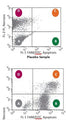 Figure 4. Cells- a placebo (top), or apoptotic (bottom), stained with FAM-VAD-FMK and Propidium Iodide (PI). Caspase activity (green, FL-1) on the X-axis and necrosis (red, FL-2) on the Y-axis. (A) unstained live cells; (B) cells in early apoptosis fluoresce green with FAM-FLICA; (C) cells in late apoptosis are dually stained with FAM-FLICA and PI: they fluoresce green (active caspases) and red (the cell membrane has been permeabilized); and (D) necrotic cells fluoresce red. Courtesy of JH.