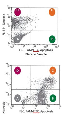 Figure 4. Cells- a placebo (top), or apoptotic (bottom), stained with FAM-VAD-FMK and Propidium Iodide (PI).  Caspase activity (green, FL-1) on the X-axis and necrosis (red, FL-2) on the Y-axis. (A) unstained live cells; (B) cells in early apoptosis fluoresce green with FAM-FLICA; (C) cells in late apoptosis are dually stained with FAM-FLICA and PI: they fluoresce green (active caspases) and red (the cell membrane has been permeabilized); and (D) necrotic cells fluoresce red. Courtesy of JH.