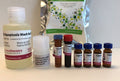 Green Fluorescent FAM-FLICA® Caspase-10 (AEVD) Assay Kit