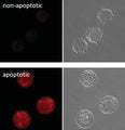 Figure 8. THP-1 cells were incubated with DMSO (top) or 1 µM staurosporine (Cat. 6212; bottom) for 3 hours at 37°C to induce DEVDase activity. Cells were then stained with MR-(DEVD)2 for 1 hour at