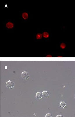 Figure 5. Intracellular cathepsin-B activity detected in THP-1 cells using our MR-(RR)2 cathepsin-B fluorogenic substrate. Intracellular localization of the hydrolyzed fluorescent Magic Red® product was detected using a Nikon Eclipse E800 photomicroscope fitted with 510–560 nm excitation and 570–620 nm emission/barrier filters at 400X (A). The corresponding DIC image is shown in (B). Data courtesy of Dr. Brian Lee, ICT, 061202.