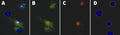 Figure 1. Cell death in primary rat hippocampal neurons. (A) is a composite of FLICA® FAM-DEVD-FMK (B), PI (C), and Hoechst (D). DNA is labeled in 4 cells (D), 3 cells are caspase-positive (B), 2 are membrane-compromised (C). One cell is in early apoptosis (green but not red). Two FLICA®-positive cells are also PI-positive (red, C) (becoming membrane compromised) and are in the late stages of apoptosis rather than necrosis. Data courtesy of Dr. Z. Kahraman Akozer, University of Maryland.