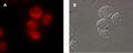 Figure 5. Intracellular cathepsin L activity was detected in THP-1 cells using our MR-(FR)2 cathepsin L fluorogenic substrate. Intracellular localization of the hydrolyzed fluorescent Magic Red® product was detected using a Nikon Eclipse E800 photomicroscope fitted with 510–560 nm excitation and 570–620 nm emission/barrier filters at 700X (A). The corresponding DIC image is shown in (B). Data courtesy of Dr. Brian Lee, ICT, 061202.